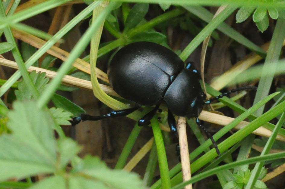 Timarcha sp. (Chrysomelidae)